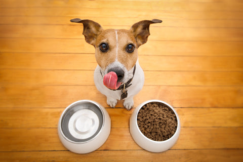 köpek eklem sağlığı