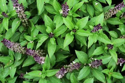 Vahşi Doğada Yetişen Tulsi