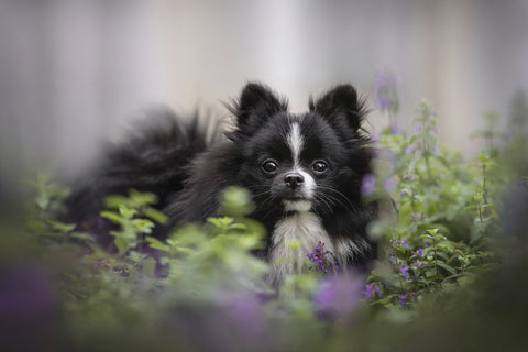 köpekler için kedi nanesi