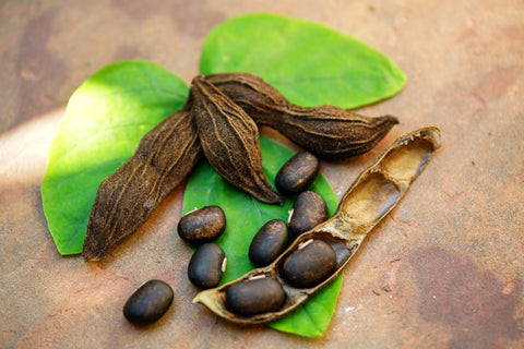 Mucuna Pruriens Ahşap Üzerinde