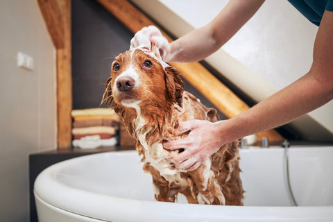 köpekler için toksik olmayan şampuan