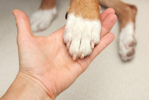 tedavi köpek pençe enfeksiyonu