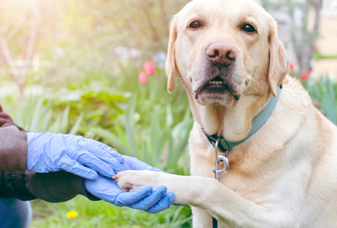 köpek pati enfeksiyonunun önlenmesi