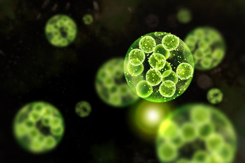 Chlorella yosunu