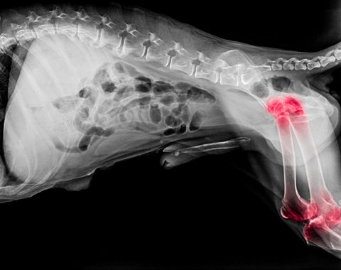 köpek eklem anatomisi