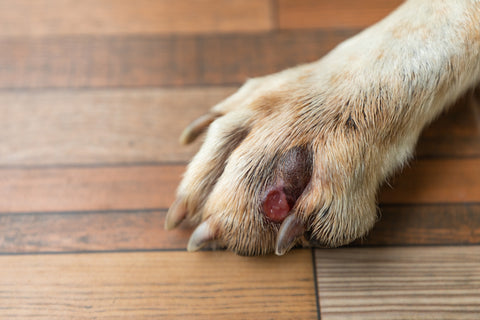köpek pati enfeksiyonu