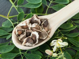 Moringa Oleifera