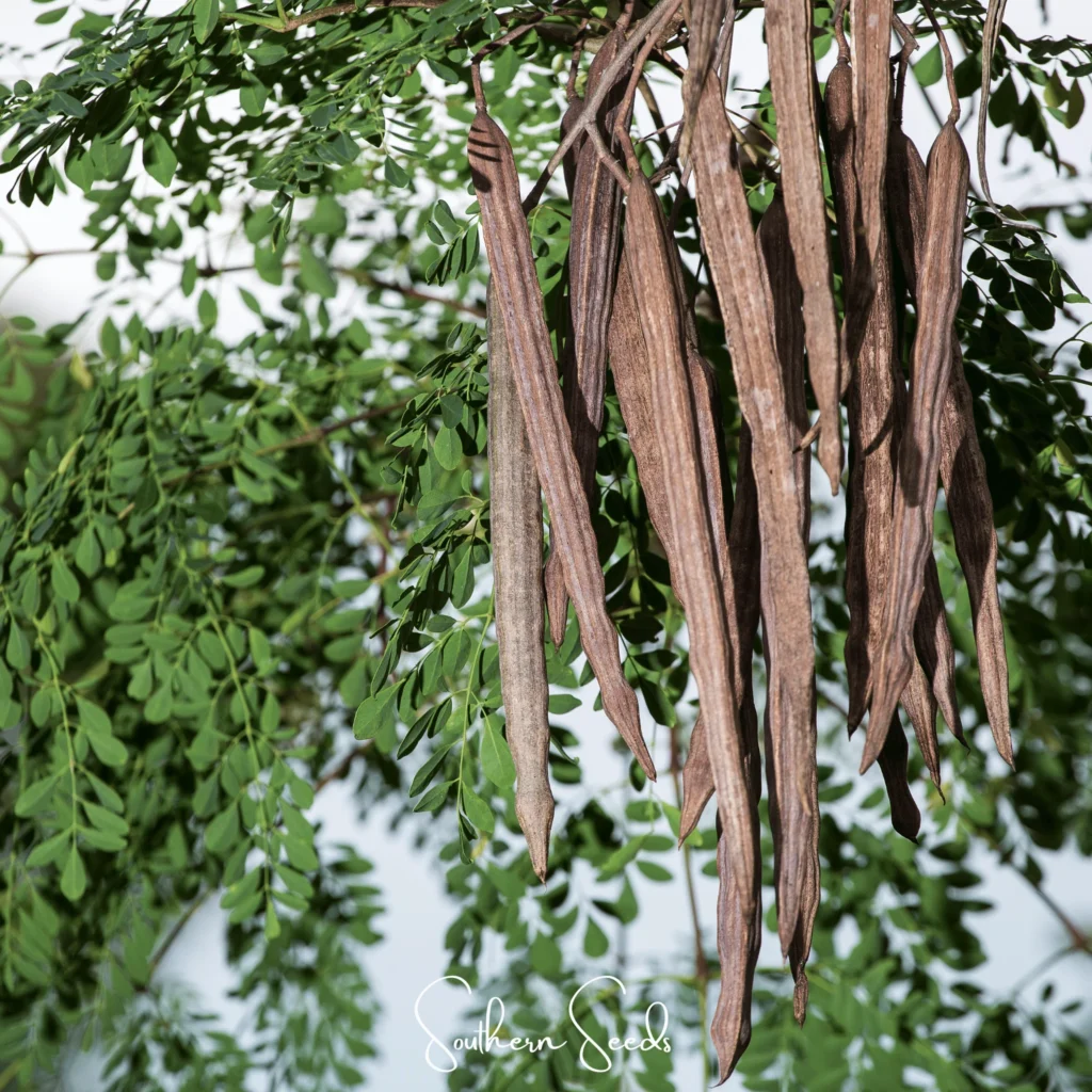 Moringa Oleifera