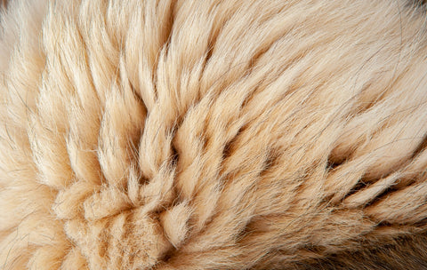 köpek cilt sağlığı